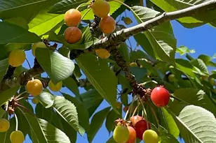 3937 Cousteau Dr SE, Salem, OR 97302 - Photo 26