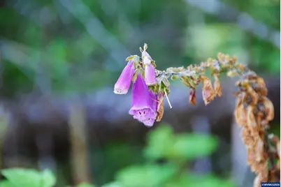 00 Van Horn Rd, Alsea, OR 97324 - Photo 14