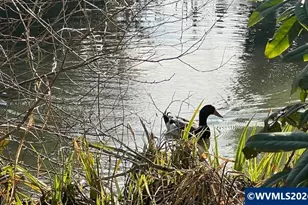 1905 Waverly (12) Dr SE, Albany, OR 97322 - Photo 6