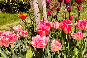 1254 Crystal Ln, Lafayette, OR 97127 - Photo 36