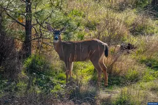 27914 Walkerwood Ln, Sweet Home, OR 97386 - Photo 36