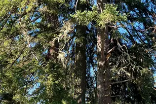 40544 McDowell Creek Dr, Lebanon, OR 97355 - Photo 38