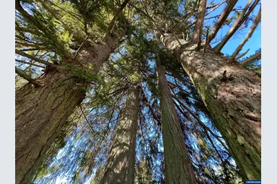 40544 McDowell Creek Dr, Lebanon, OR 97355 - Photo 40