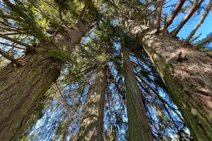 40544 McDowell Creek Dr, Lebanon, OR 97355 - Photo 40