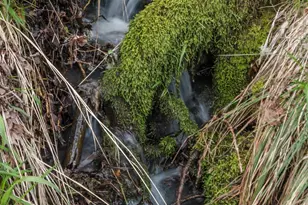 3755 NW Lark Pl, Corvallis, OR 97330 - Photo 48