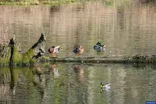 6182 N Lakeshore Ct, Keizer, OR 97303 - Photo 32