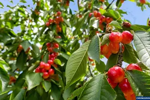 2395 88th Ave NE, Salem, OR 97305 - Photo 46