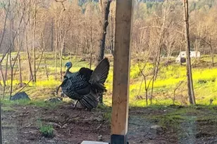 10855 Kubin Rd SE, Lyons, OR 97358 - Photo 20