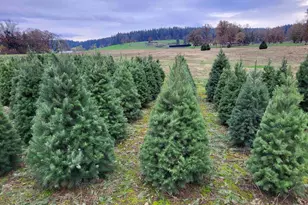 38591 Gilkey Rd, Scio, OR 97374 - Photo 22