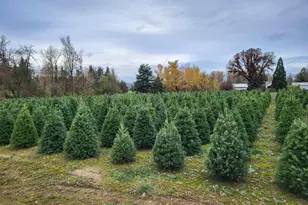 38591 Gilkey Rd, Scio, OR 97374 - Photo 20