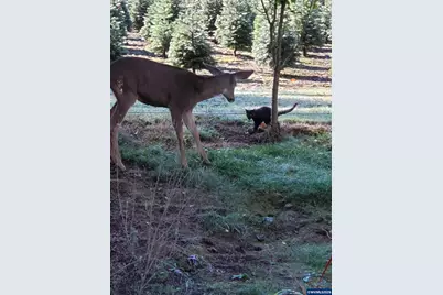 24680 N Santiam Hwy SE, Lyons, OR 97358 - Photo 50