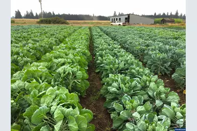 8962 S Heinz Rd, Canby, OR 97013 - Photo 38