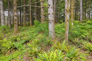 17024 Bratten Hill, Alsea, OR 97324 - Photo 36