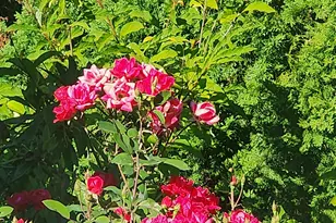 38129 Weirich Dr, Lebanon, OR 97355 - Photo 42