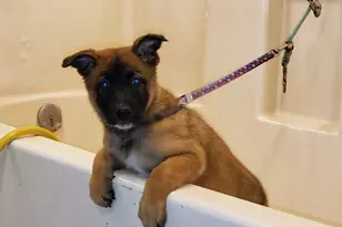 1461 E Cherry St, Cottonwood, AZ 86326 - Photo 6