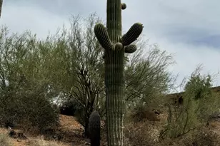 42213 N 3rd St, Phoenix, AZ 85086 - Photo 32