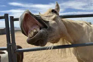 23851 W Tether Trail, Wittmann, AZ 85361 - Photo 48