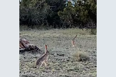 9 County Road N7340 -- #14, Saint Johns, AZ 85936 - Photo 20
