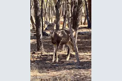 5661 Cougar Drive, Happy Jack, AZ 86024 - Photo 50