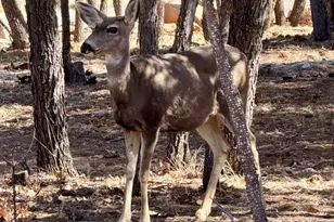 5661 Cougar Dr, Happy Jack, AZ 86024 - Photo 50