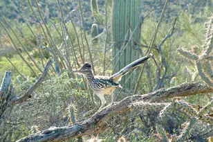 8619 E Silver Saddle Dr, Carefree, AZ 85377 - Photo 12