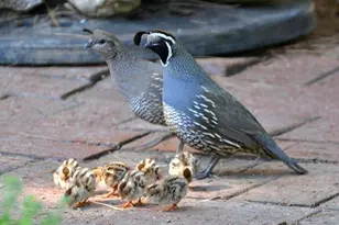 8619 E Silver Saddle Dr, Carefree, AZ 85377 - Photo 8