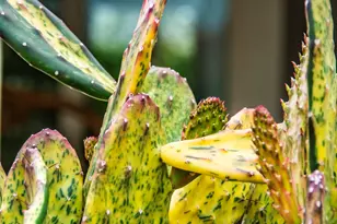 12945 W El Sueno Ct, Sun City West, AZ 85375 - Photo 24