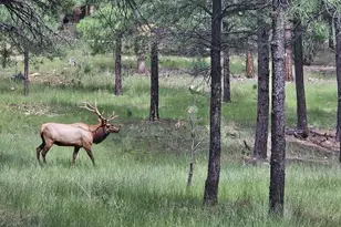 2679 Hopi Dr, Happy Jack, AZ 86024 - Photo 1