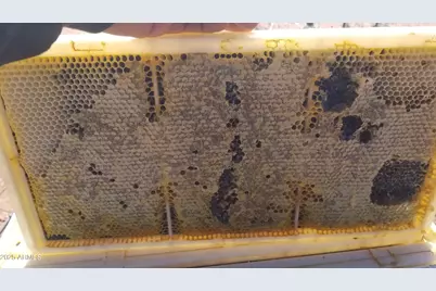 242 County Road N5427 Road, Saint Johns, AZ 85936 - Photo 42