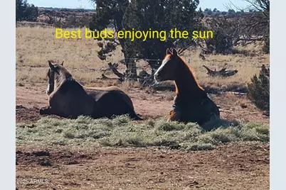 242 County Road N5427 Road, Saint Johns, AZ 85936 - Photo 44