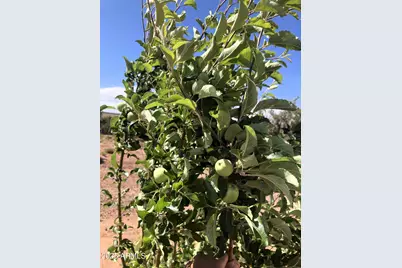 242 County Road N5427 Road, Saint Johns, AZ 85936 - Photo 50