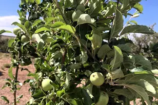 242 County Road N5427 Rd, Saint Johns, AZ 85936 - Photo 50