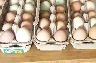 242 County Road N5427 Rd, Saint Johns, AZ 85936 - Photo 42