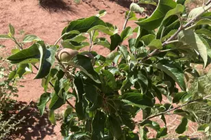 242 County Road N5427 Rd, Saint Johns, AZ 85936 - Photo 52