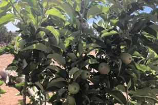 242 County Road N5427 Rd, Saint Johns, AZ 85936 - Photo 50