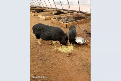 242 County Road N5427 Road, Saint Johns, AZ 85936 - Photo 40