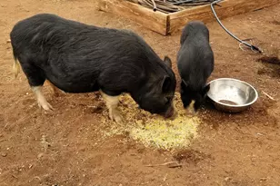 242 County Road N5427 Rd, Saint Johns, AZ 85936 - Photo 40