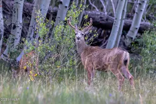 640 S 27th Ave, Show Low, AZ 85901 - Photo 38
