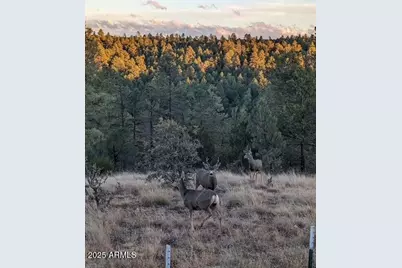 2901 Ridge Circle, Overgaard, AZ 85933 - Photo 6