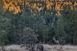 2901 Ridge Cir, Overgaard, AZ 85933 - Photo 6