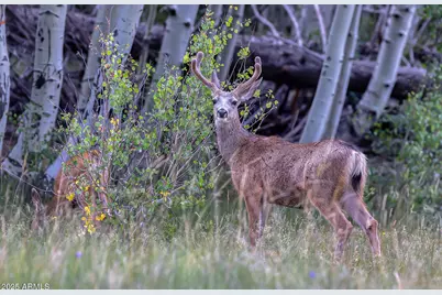 50 S Bench Circle, Show Low, AZ 85901 - Photo 40