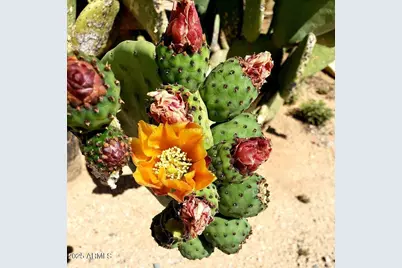 218Xx W Galvin Street W #4, Wittmann, AZ 85361 - Photo 4