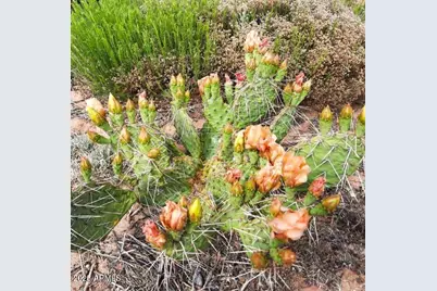 74 N7121  Red Sky Ranch --, Saint Johns, AZ 85936 - Photo 50