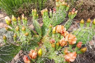 74 N7121 Red Sky Ranch --, Saint Johns, AZ 85936 - Photo 50