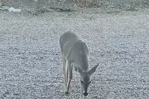 5693 S Calle Metate Blvd, Sierra Vista, AZ 85650 - Photo 14