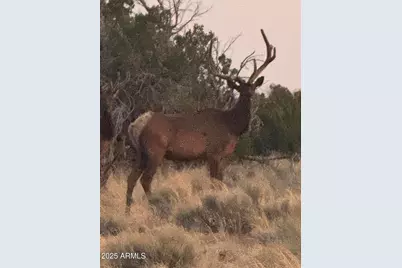 Lot 1041 Woodland Valley Ranch -- #1041, Saint Johns, AZ 85936 - Photo 8