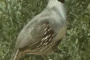 7485 E Tumbleweed, Scottsdale, AZ 85266 - Photo 10