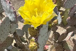 7485 E Tumbleweed, Scottsdale, AZ 85266 - Photo 8