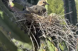 7485 E Tumbleweed Dr, Scottsdale, AZ 85266 - Photo 52