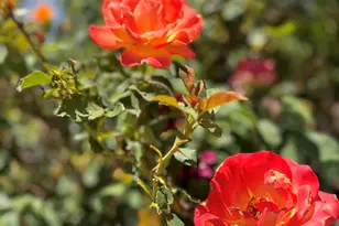 2404 W Palmer Dr, Payson, AZ 85541 - Photo 102